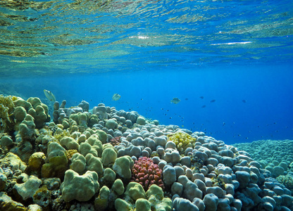 海底世界有珊瑚和热带鱼珊瑚礁生物彩色珊瑚景观