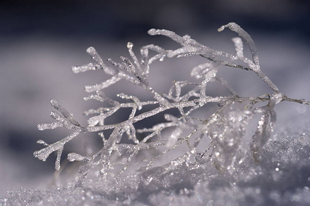 雪霜中小树枝上形成的冰图片