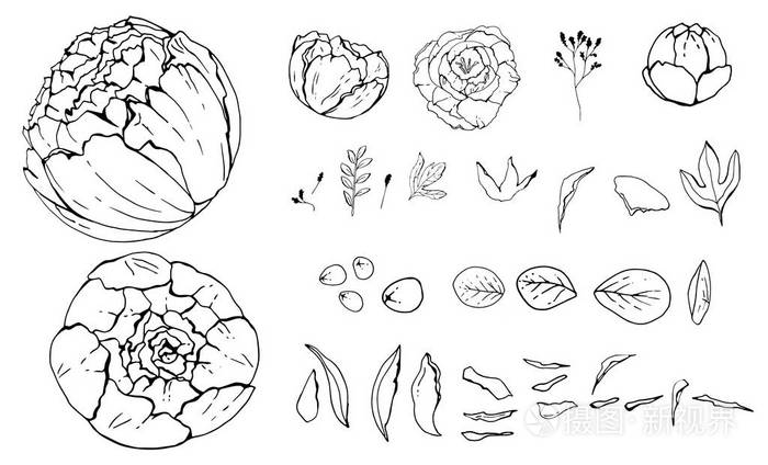 孤立的物体. 植物图纸黑白与线条艺术插图.白色背景矢量插图草图.