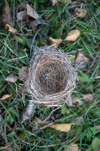 s nest laid out on the grass. Nesting place for wild birds in th