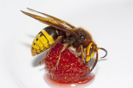 白色背景下吃草莓的大马蜂照片