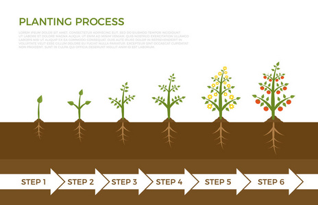 植物生长阶段的矢量信息图。树与绿叶生长出地面。蔬菜和水果种植例证