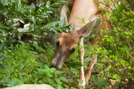 一只雌性白尾鹿在新泽西的一个居民区觅食。