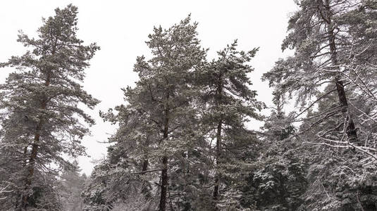 冬天下雪和下雪的松树。