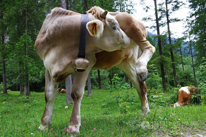 一头有角和铃铛的年轻母牛做身体护理一头牛在舔她的皮毛