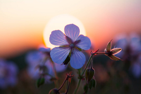 在太阳落山的时候，把美丽的夏紫花合上