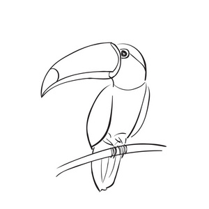 巨嘴鸟简笔画图片