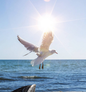 在阳光下飞翔的海鸥乌克兰黑海
