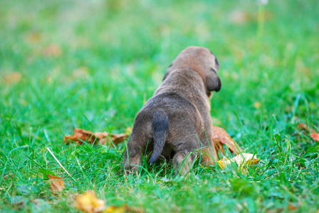 三个星期的混合品种小狗在草地上的秋天形象