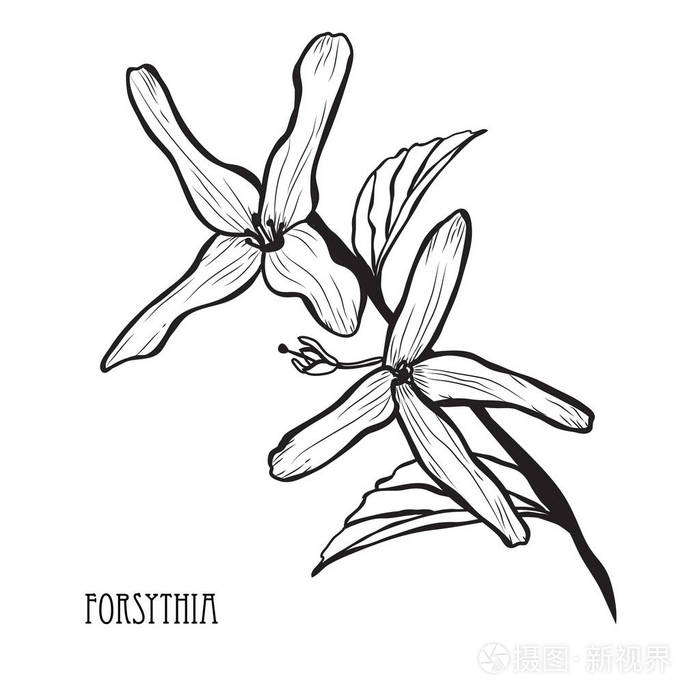 装饰连翘花卉设计元素. 可用于卡片,邀请横幅,海报,印刷设计.