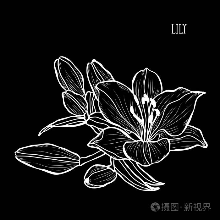 可用于卡片,邀请横幅,海报,印刷设计. 线条艺术风格的花卉背景