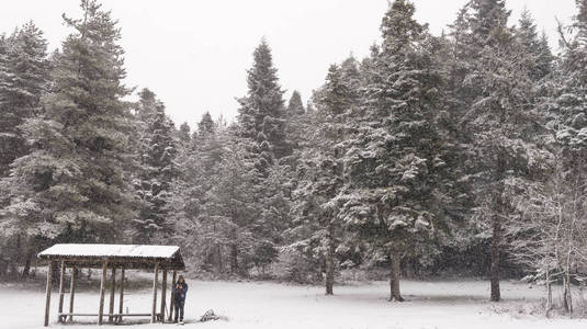 冬天下雪和下雪的松树。