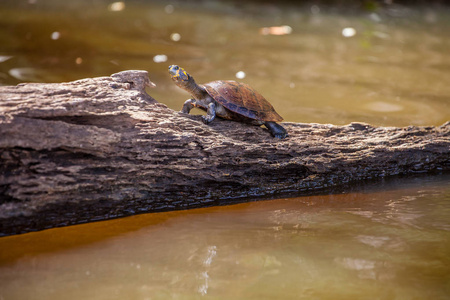 黄色斑点亚马逊河海龟podocnemisunifilis湖桑多瓦尔亚马逊秘鲁照片