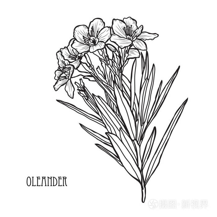 插画 装饰夹竹桃花卉设计元素. 可用于卡片,邀请横幅,海报,印刷设计.