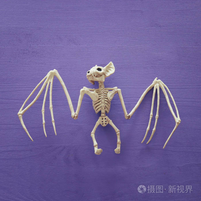 万圣节假期最低顶视图蝙蝠骨架紫色木制背景照片-正版商用图片13kkpq-