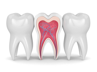 白色背景下牙齿横截面与神经和血管的三维渲染