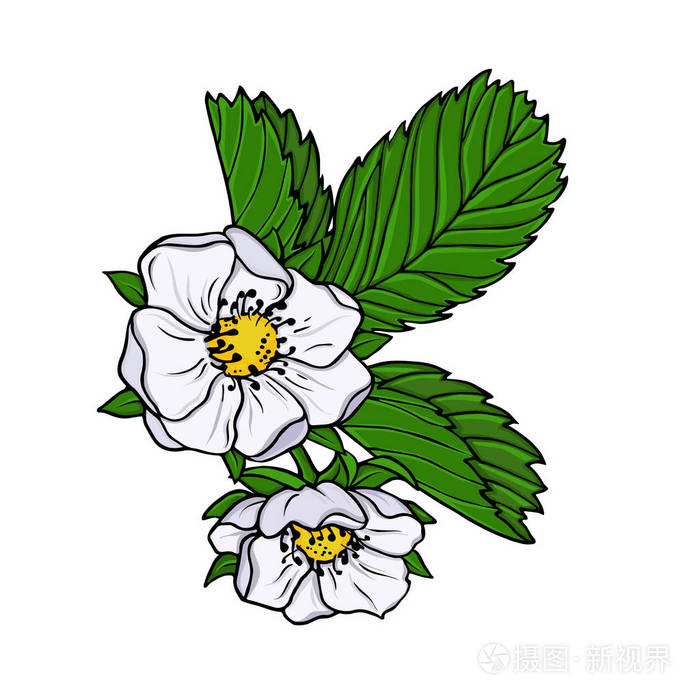 白色草莓花和绿叶分离在白色背景上手绘矢量插图