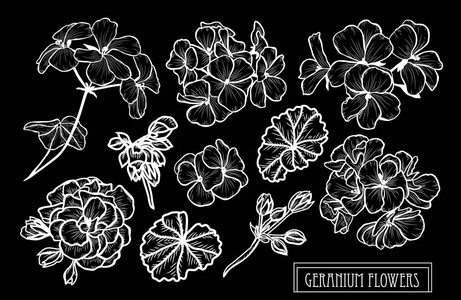 装饰天竺葵花设置设计元素。 可用于卡片邀请横幅海报印刷设计。 线条艺术风格的花卉背景