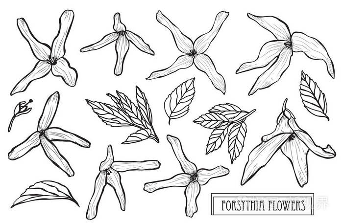 装饰连翘花卉设置设计元素. 可用于卡片,邀请横幅,海报,印刷设计.