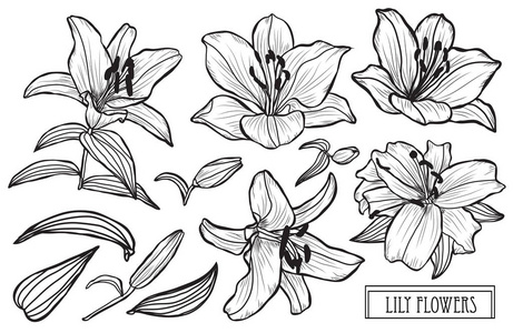装饰百合花设置设计元素。 可用于卡片邀请横幅海报印刷设计。 线条艺术风格的花卉背景