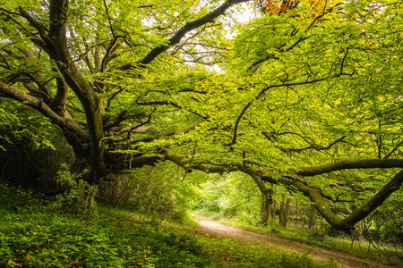英格兰奇切斯特附近的古木林庄园里中,一棵古老的山毛榉树下有茂密的