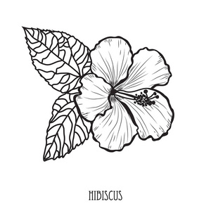 芙蓉花装饰图片