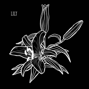 画的装饰百合花图片