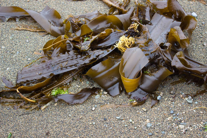 萨哈林岛海滨的野海羽海带