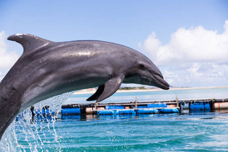 海豚在游泳池里跳出水面图片