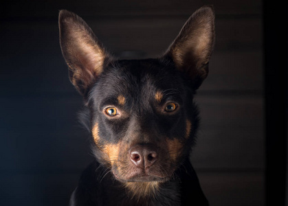 澳大利亚卡尔比犬图片