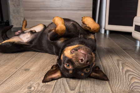 狗品种澳大利亚克尔派肖像在公寓的层压板。