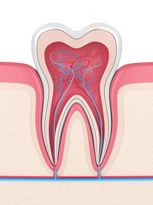 3d. 用神经和血管在牙龈中呈现牙齿