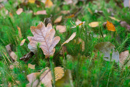 秋天的落叶，苔藓背景，宏观