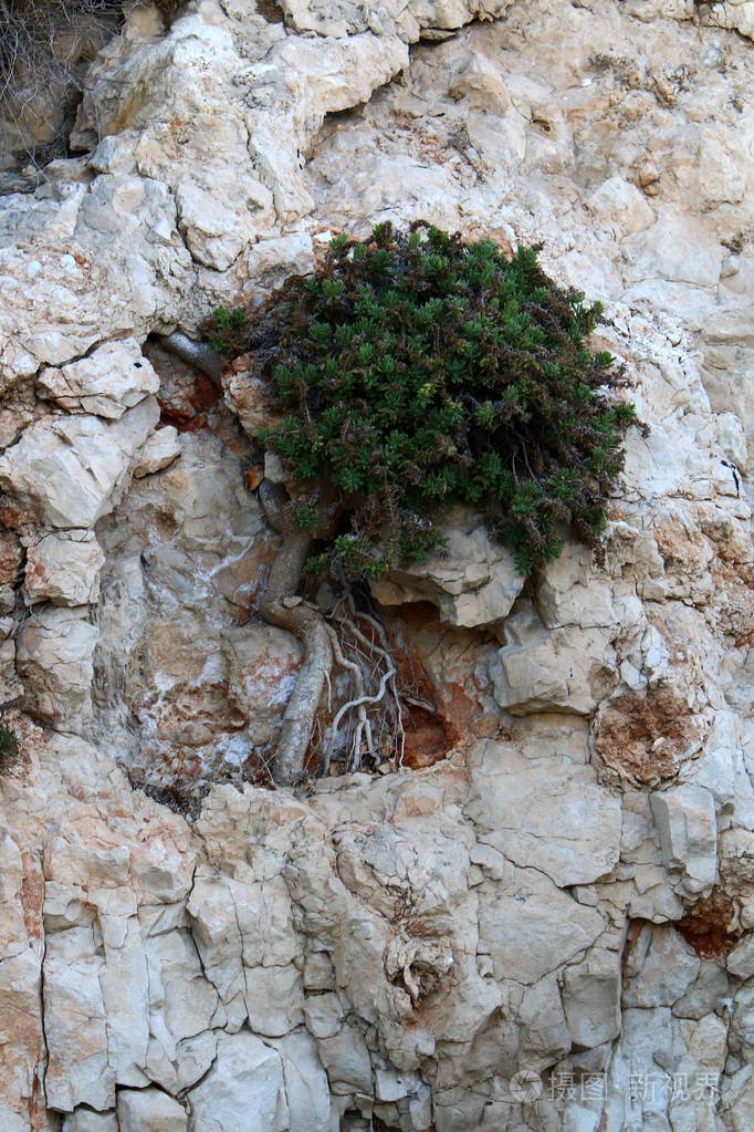 绿色植物生长在岩石和岩石的困难条件下