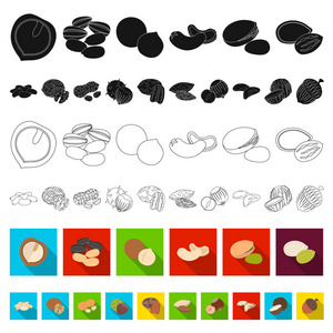 不同种类的螺母平面图标集合中的设计。坚果食物矢量符号库存 web 插图