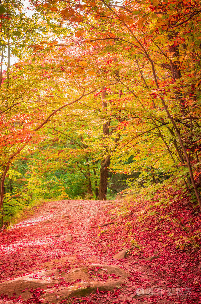 罗马尼亚喀尔巴阡山科齐亚的秋天森林中生动的秋色阳光透过树枝照射到