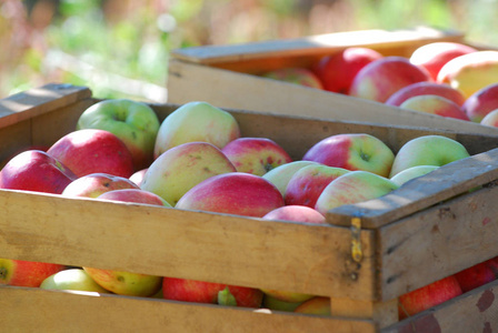 成熟的苹果放在木箱子里，浅浅的dof图像