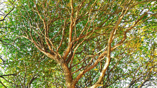 树的树冠绿叶枝图片