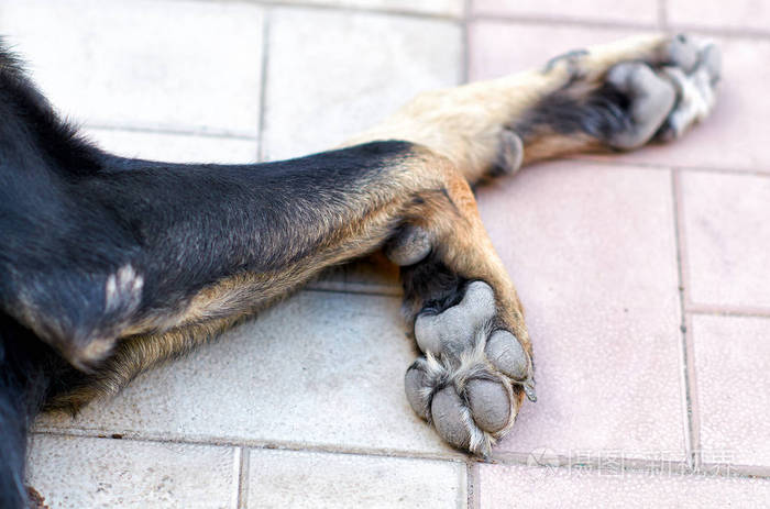 狗爪子在地上