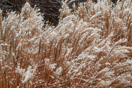 刚下的雪覆盖了潘帕斯草上长长的草叶