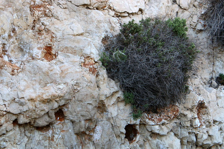 绿色植物生长在岩石和岩石的困难条件下