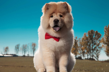 靠狗可爱的chowchow小狗狗坐着,气喘吁吁地靠在户外的背上照片