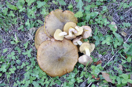 在森林里收集的蘑菇散落在草坪上。