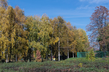 公园秋天五颜六色的叶子。 秋天的自然背景。 秋天的树和树叶