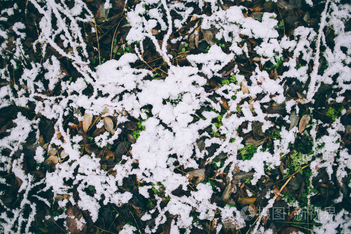 大自然中地面上的雪。 冬季概念。