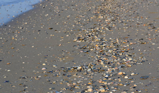 在海滩上洗过的贝壳，意大利的埃拉克莱马马