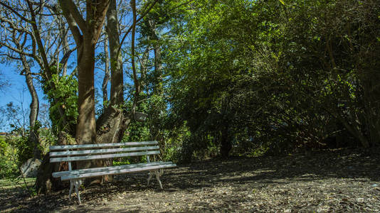 树下的空凳子。 早上有树的好天气。 树下的白色长凳。