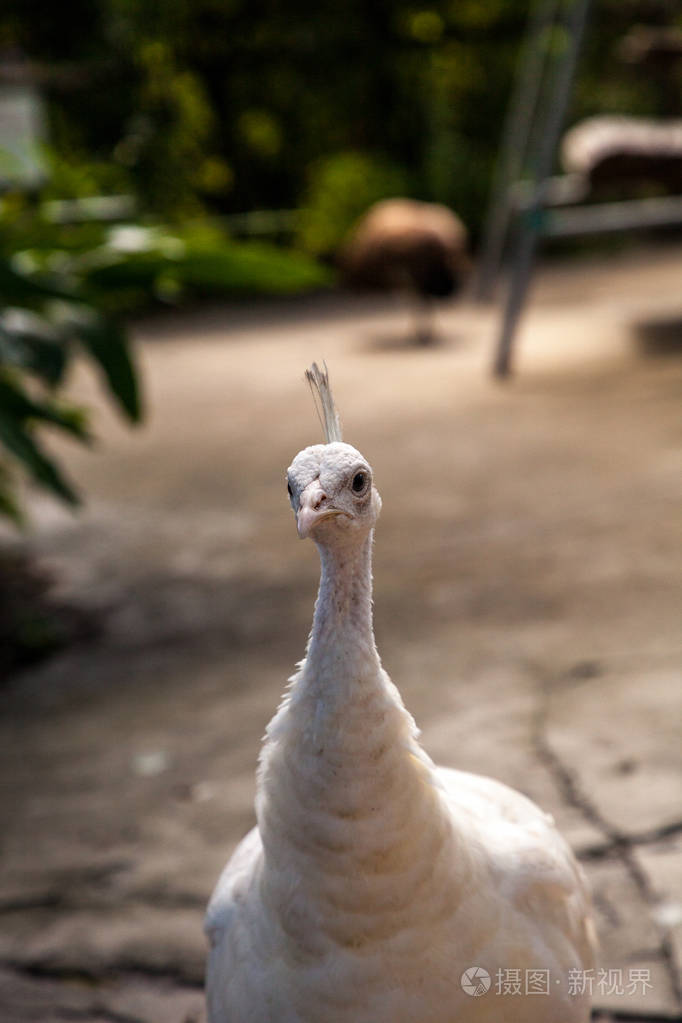 在佛罗里达西南部的一个花园里，白孔雀或白皮鸟也被称为Pavocristatus。