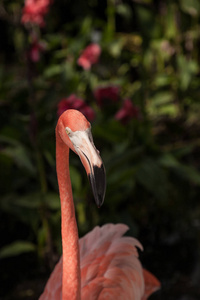 加勒比火烈鸟，腓尼基翅目鲁伯，在佛罗里达西南部的热带花园。