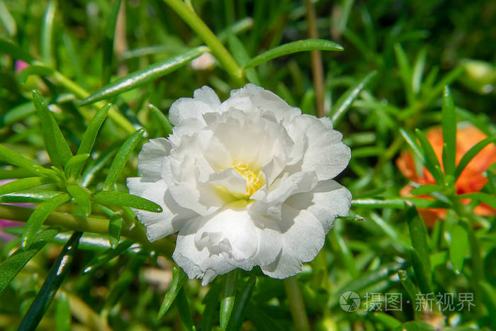 白色波尔图拉卡花马齿苋